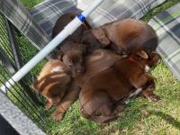 Die am 21.04.2022 geborenen Labrador - Australian