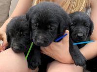 Unser süßen Hundewelpen suchen ein liebevolles neues