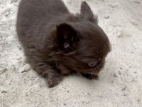 Hallo ihr Lieben, Aus unserem Zwinger vom Porta Blick