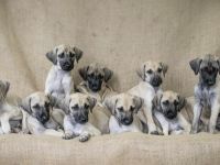 Wenn sie sich für einen Sloughi als Gefährten