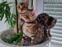 Hallo, Unsere Bengalkatze Mirabella hat am 17.04.2022 5