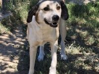 Rüde Jim / derzeit noch in Griechenland