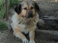 Hündin Millie / derzeit noch in Griechenland