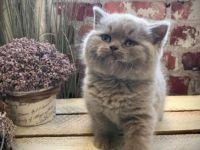 Liebe Katzenfreunde, wir haben 3 kleine Mädels, gesunde