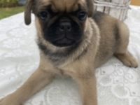 Eine sehr sportliche Möpsin sucht noch ihre Familie.