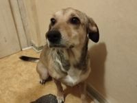 Mila ist eine Mischlingshündin von ca 3 Jahren. Das