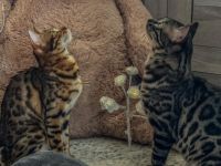 Hallo, hier ist unser wundervoller Wurf Bengalkitten  