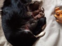 5 süße chihuahua Weibchen suchen ab Juli ein