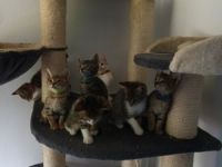 Unsere 6 Zwerge dürfen ab sofort in ihren neuen