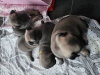 Am 2.6.2022 hat unsere Bonny 6 bezaubernde Welpen