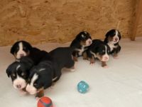 Unsere Rosie hat am 25. Mai sechs wunderschöne,