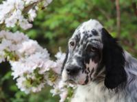 Beautiful English Setter puppies from Venatrisett FCI