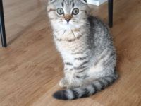 Unsere BKH Hauskatze hat am 15.03.2022 zuckersüße und