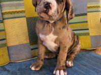 Unsere Hündin hat am 15.4.2022 11 gesunde Welpen zur