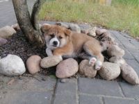 Wir verkaufen Akita-Welpen. Geboren am 23.4.22. Bei