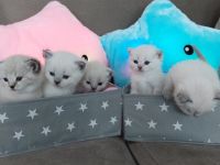 Unsere Leila hat am 18.5 wunderschöne, gesunde Kitten