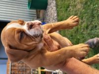 3 Old Englisch Bulldoggen zuverkaufen. 2 Hündinnen und