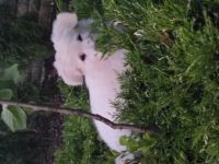 Hallo. Ich biete weiße Schweizer Schäferhundwelpen an.