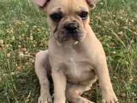 Unsere Hündin hat Ostersonntag 5 gesunde, reinrassige,