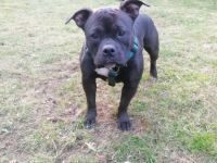 American Pocket Bully Hündin Akira (*01.02.21) sucht