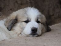Die Rasse eignet sich sowohl als Herdenschutzhund auch