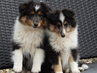 Die Süssen sind bei Abgabe mehrfach entwurmt, geimpft