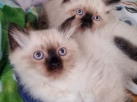 2 sehr liebe Siam-Perser Katzenbabys (2 männ.) suchen
