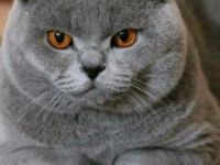 Unsere Katze Luna hat bezaubernde Babys am 10.04 in