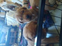 Die Mutter Cara ist besonders empathisch und friedlich,