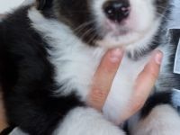 Rüde mit blauen Augen noch frei Hündin noch frei Hündin