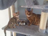 Ein kleiner reinrassiger Bengalkater sucht seinen neuen