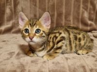 Meine Aria hat am 29.04 vier süße Kitten zur Welt