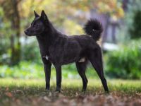 Ankündigung E-Wurf in 2023