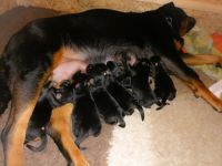 Am 19.6 sind endlich unsere reinrassigen Welpen aus