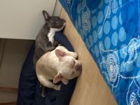 Hallo Ich muss wegen meine oma meine Babay abgeben da