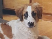 Hallo, hier kommt Joschi! Joschi ist 6 Monate alt und