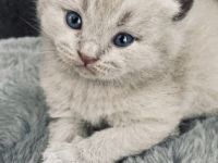 Liebe Katzenfreunde, Am 31.05.2022 hat unsere