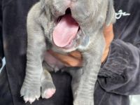 Am 30.05.2022 sind unsere 5 Welpen auf die Welt