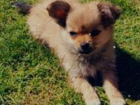 Hallo zusammen Unsere Luna ( Chihuahua) hat am 28.03.22