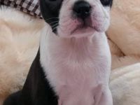 Ich verkaufe männliche und weibliche Welpen, die Welpen