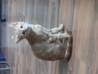 Zwei babykater suchen noch ein liebevolles Zuhause