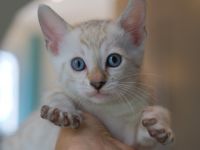 Unsere wunderschönen Schneebengalkitten wurden am 14.