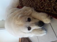 Ciel, Ich bin kuschelig und wuschelig, gross und schön!