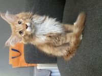 Hallo Ihr Lieben! Es ist soweit, unsere Kitten werden