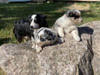 Unsere Babys sind nun geimpft, gechipt, tierärzlich und