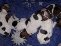 Unsere Welpen sind da!! Geb. am 25.6.2022 - 2 Mädels