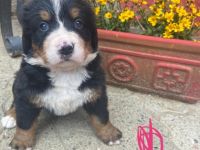 Hallo, Wir sind 4. Jungs und 4. Mädchen. Wir sind am 23