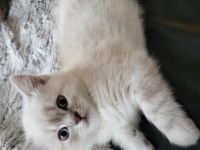 Britisch Kurzhaar, Kitten