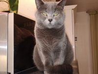 Am 7.04.2022 hat meine reinrassige BKH Katze Bagira