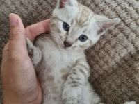 Unsere Katze Sima hat Am 20. April drei männliche und